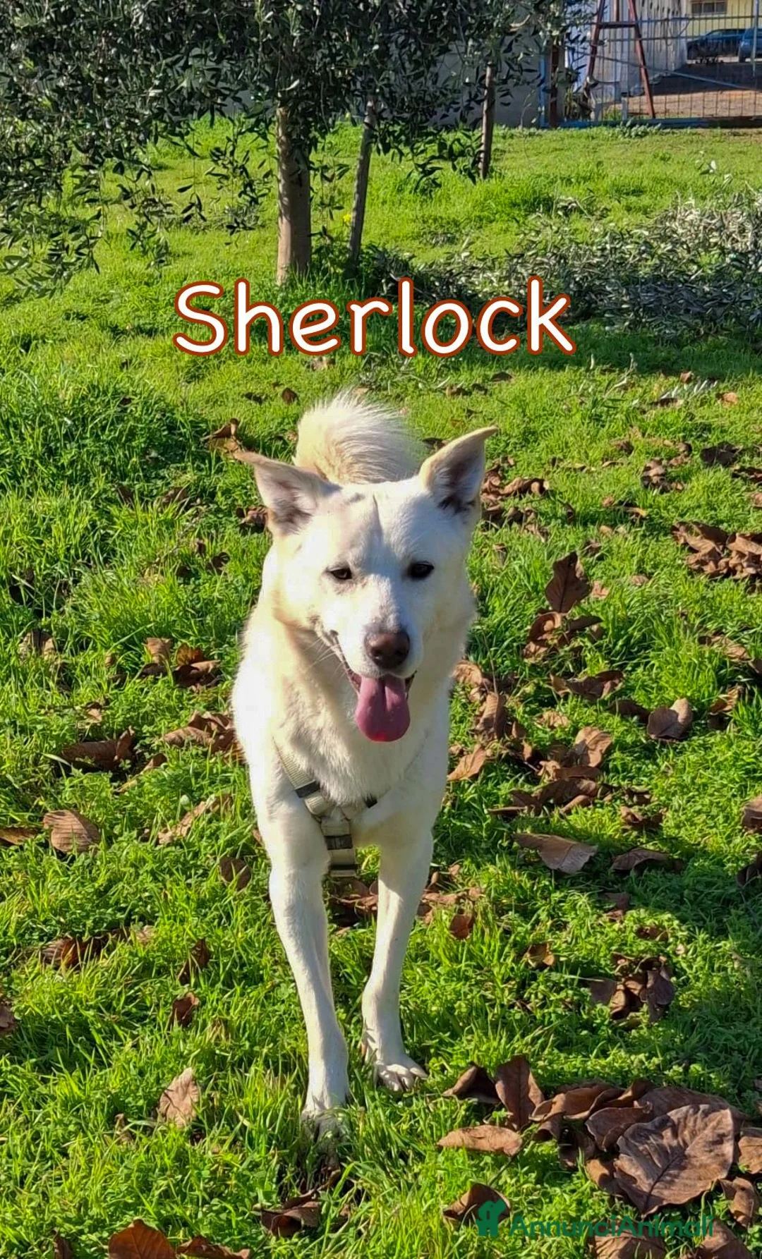 Meticcio cani in regalo: SHERLOCK 💙 nato per correre e giocare a Provincia di Vicenza - Annuncio 1