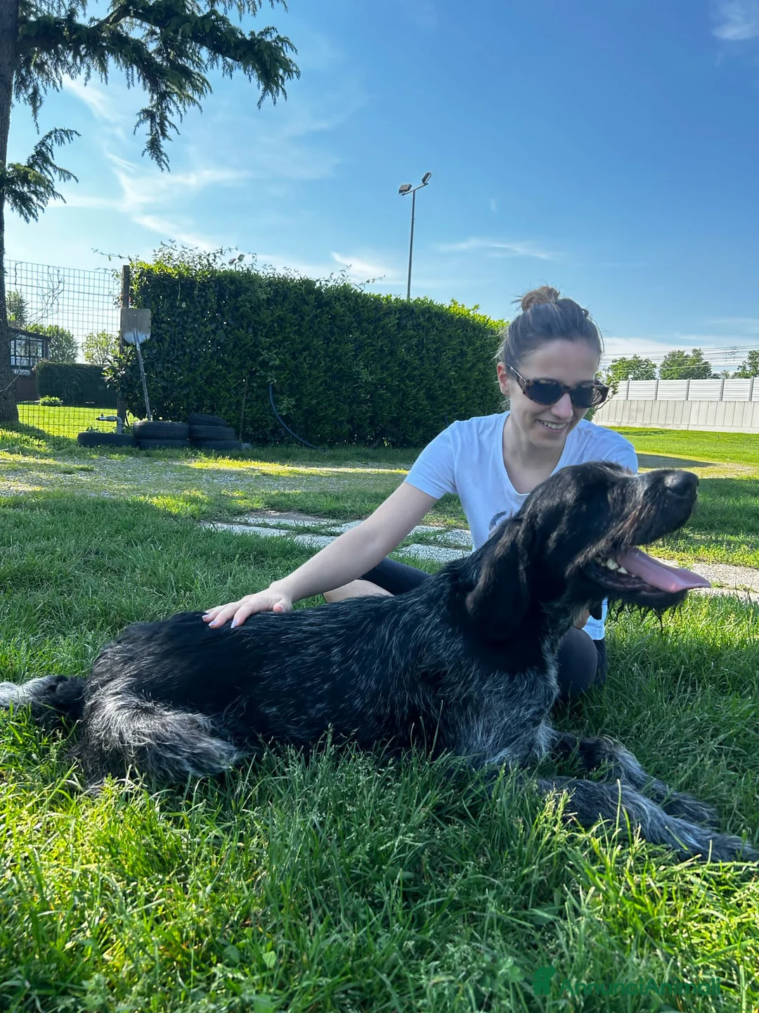 Drahthaar cani in regalo: IBRA, sfortunato drahthaar in regalo a Città metropolitana di Milano - Annuncio 5