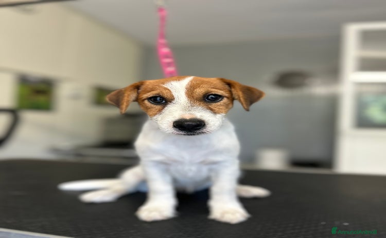 Jack Russell cani a Città metropolitana di Milano - Annuncio 1