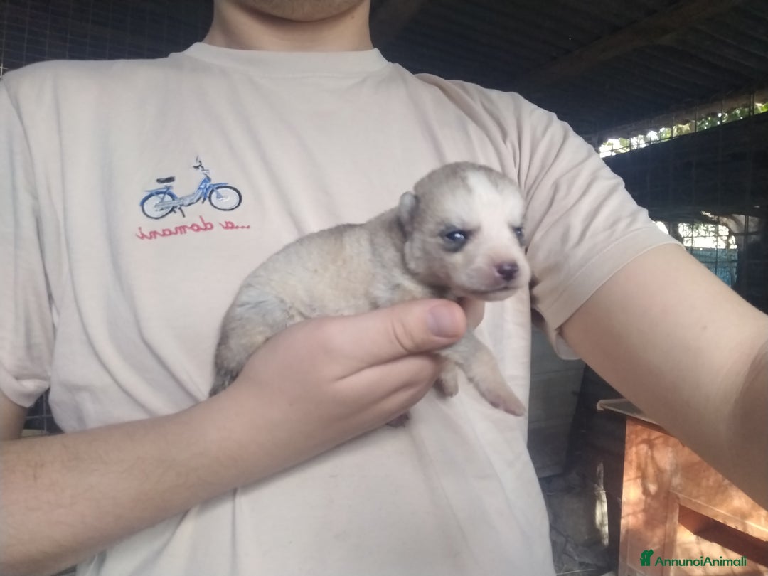 Husky cani in vendita: Cuccioli di Siberian Husky  - Annuncio 11