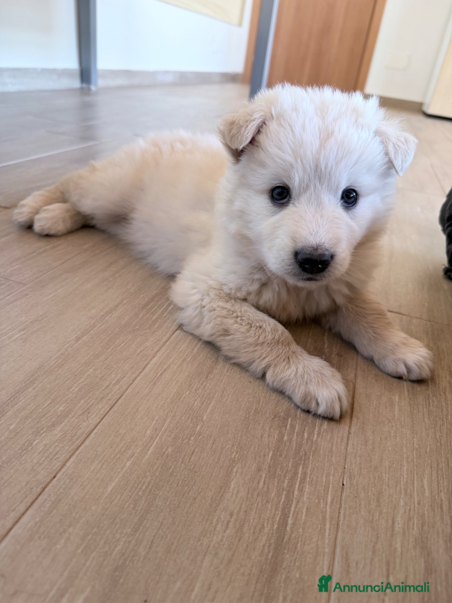 Meticcio cani Dimitry - Annuncio 1