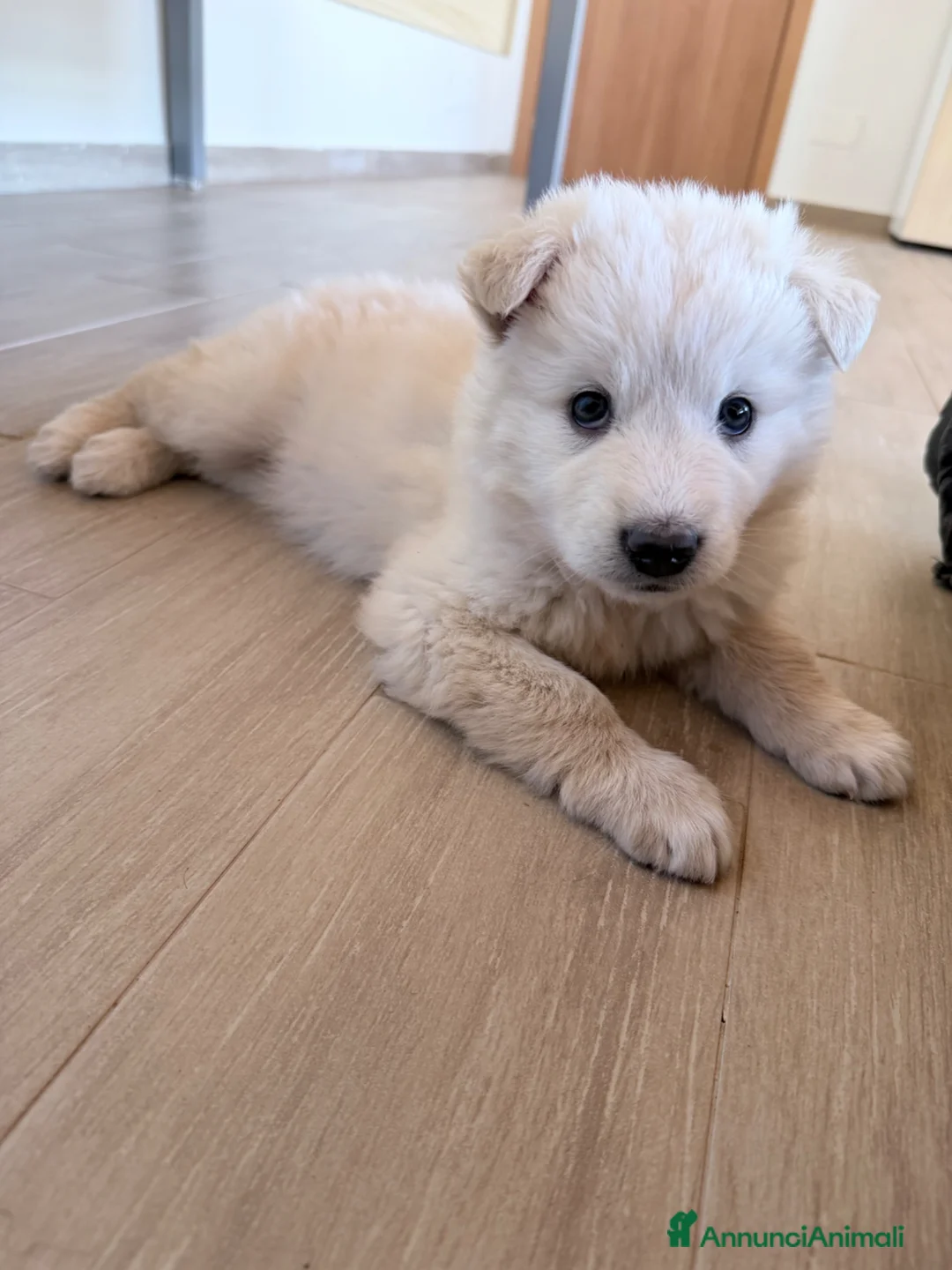 Meticcio cani in regalo: Dimitry a Città Metropolitana di Bologna - Annuncio 1