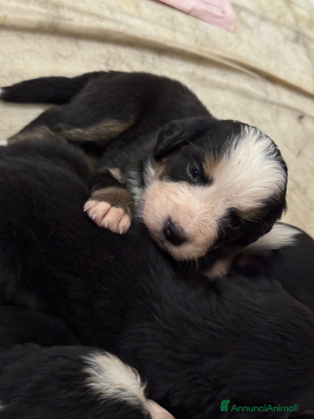 Bovaro del Bernese cani in vendita: Cuccioli Bernese da famiglia (privati) - Annuncio 17