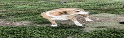 Meticcio cani in regalo: Lea: dolcissima e socievole con tutti  - Annuncio 4