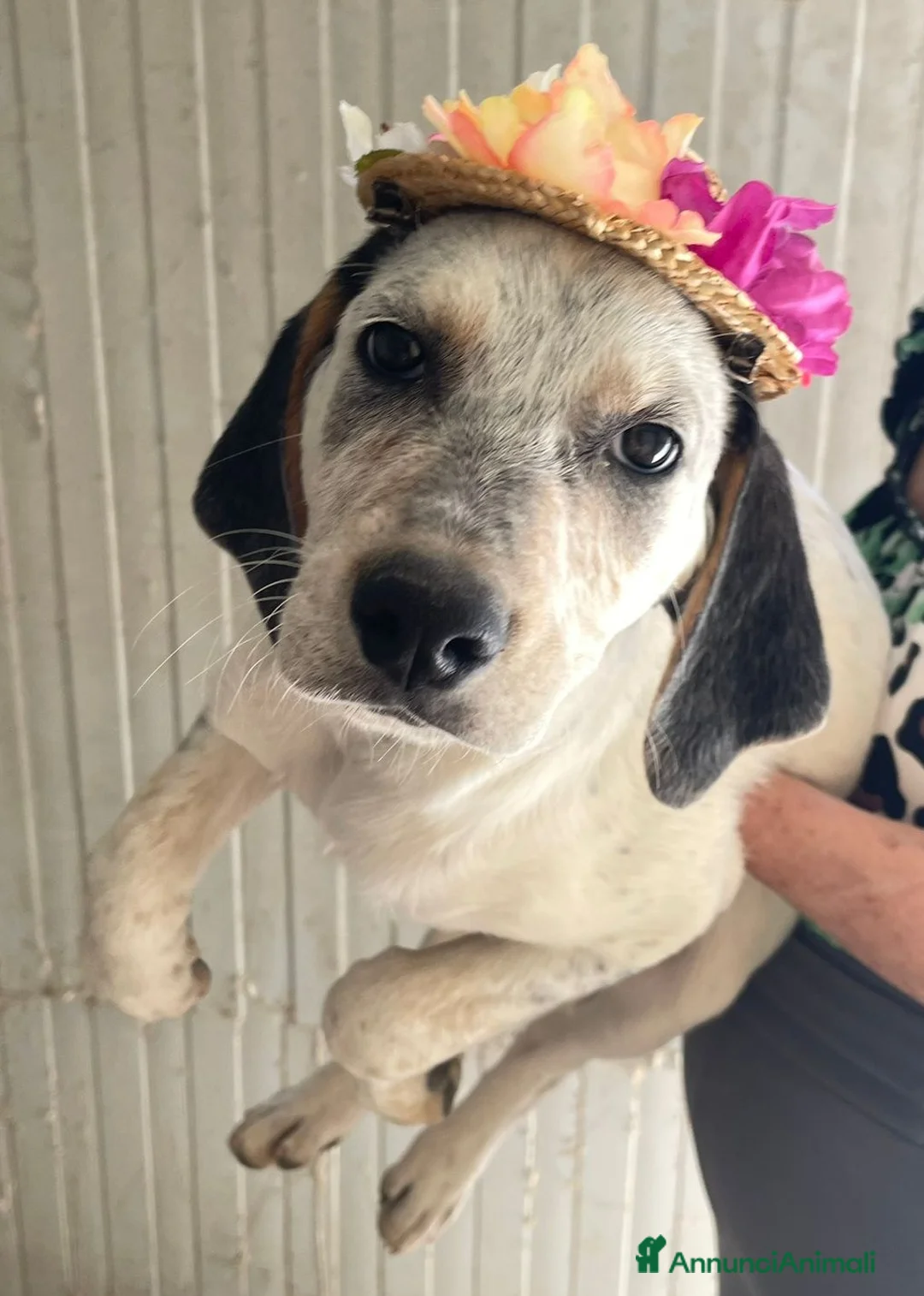 Meticcio cani in regalo: LA DOLCISSIMA SIRYA - Annuncio 1