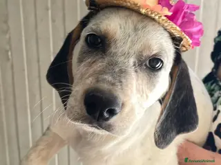 Meticcio cani LA DOLCISSIMA SIRYA - Annuncio 2