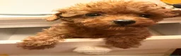 Barbone cani in vendita: Cuccioli barbone toy color fulvo - Annuncio 3