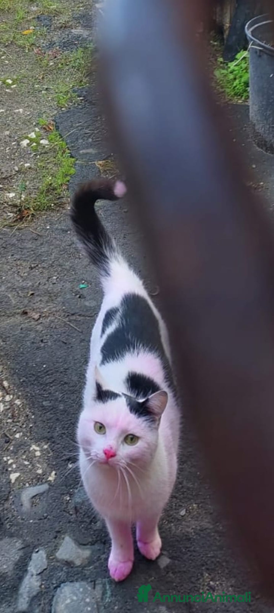 Europeo gatti in regalo: ♥️Non si meritano questo, si meritano il meglio♥️  - Annuncio 2