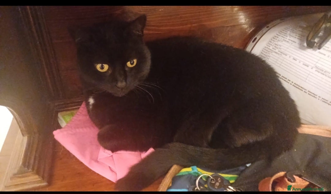 Meticcio gatti Micia nera 5anni rimasta orfana!! GENOVA - Annuncio 1