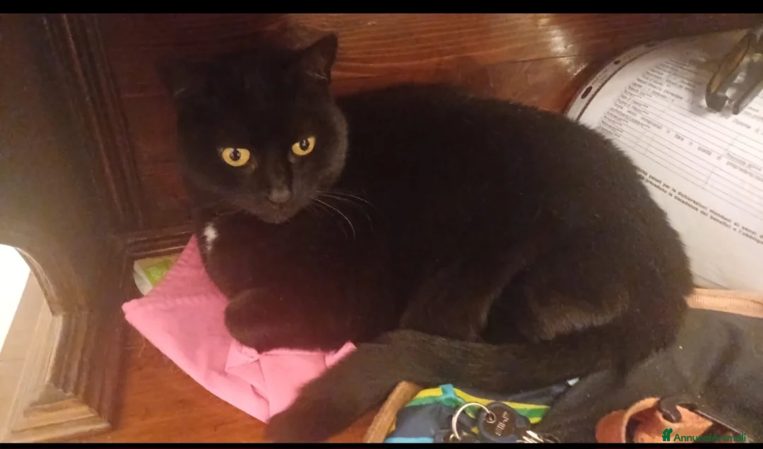 Meticcio gatti in regalo: Micia nera 5anni rimasta orfana!! GENOVA - Annuncio 1