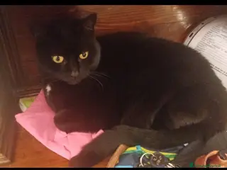 Meticcio gatti Micia nera 5anni rimasta orfana!! GENOVA - Annuncio 1