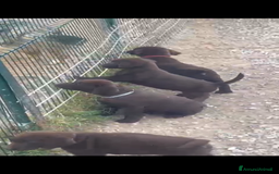 Labrador cani in vendita: Labrador cioccolato cucciolo a Provincia di Pordenone - Immagine 4