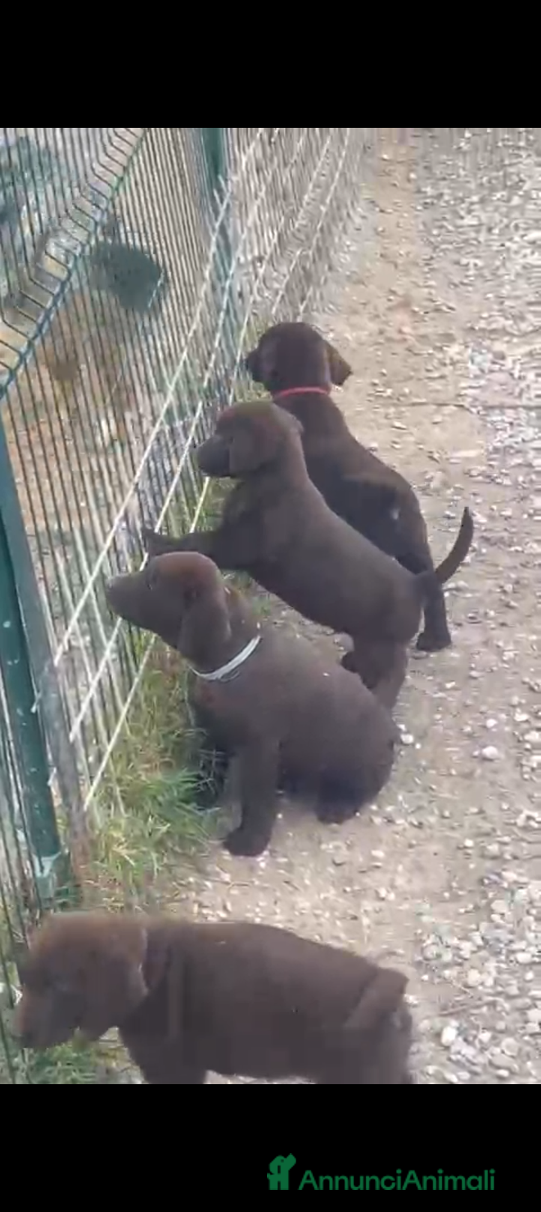 Labrador cani in vendita: Labrador cioccolato cucciolo a Provincia di Pordenone - Immagine 4