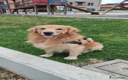 Golden Retriever cani per accoppiamento: Golden retriever maschio per accoppiamento  a Città metropolitana di Roma Capitale - Immagine 8