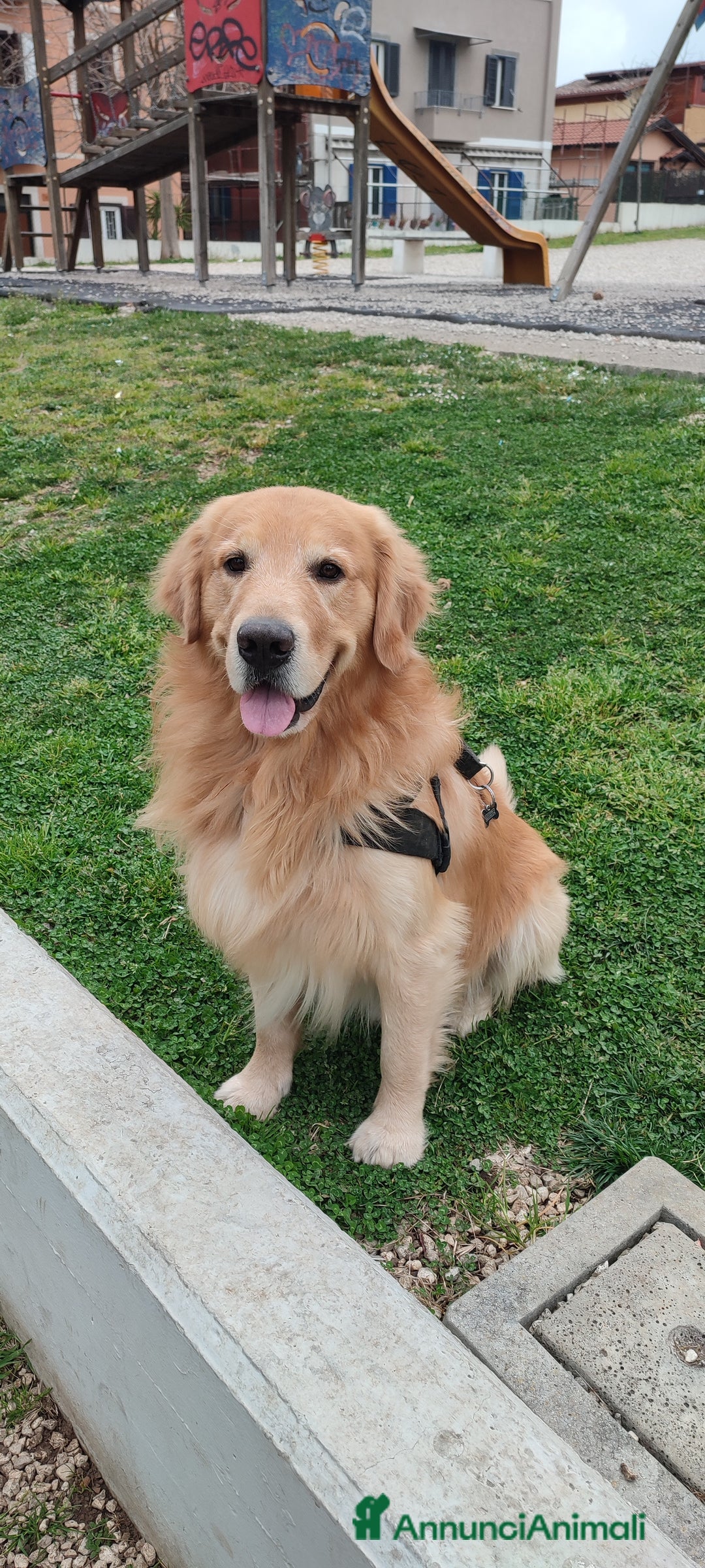 Golden Retriever cani per accoppiamento: Golden retriever maschio per accoppiamento  a Città metropolitana di Roma Capitale - Immagine 8