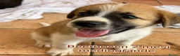 Meticcio cani in regalo: CUCCIOLI: URGENTE, TEMPO SCADUTO  a Provincia di Arezzo - Annuncio 11