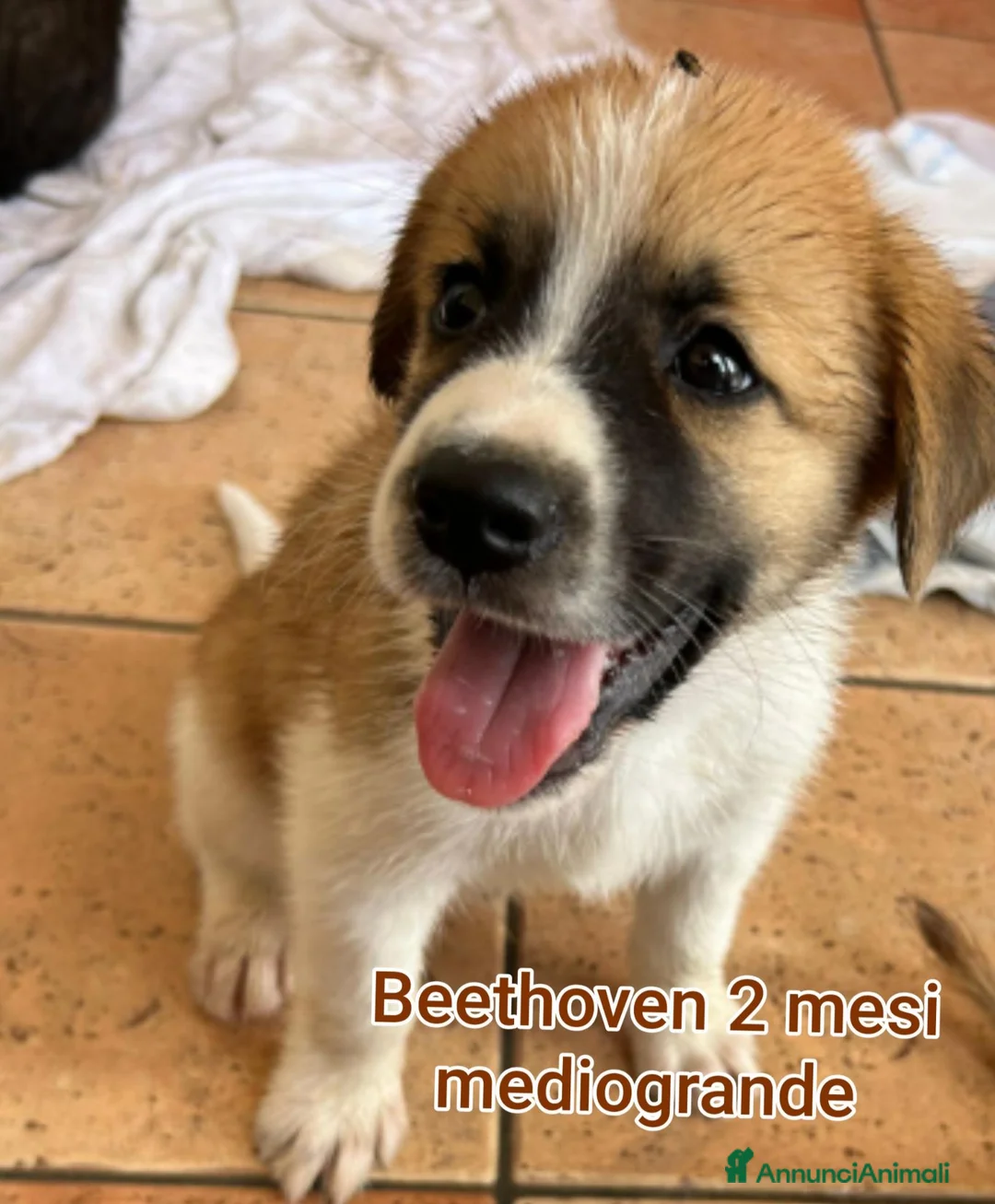 Meticcio cani in regalo: CUCCIOLI: URGENTE, TEMPO SCADUTO  a Provincia di Arezzo - Annuncio 11
