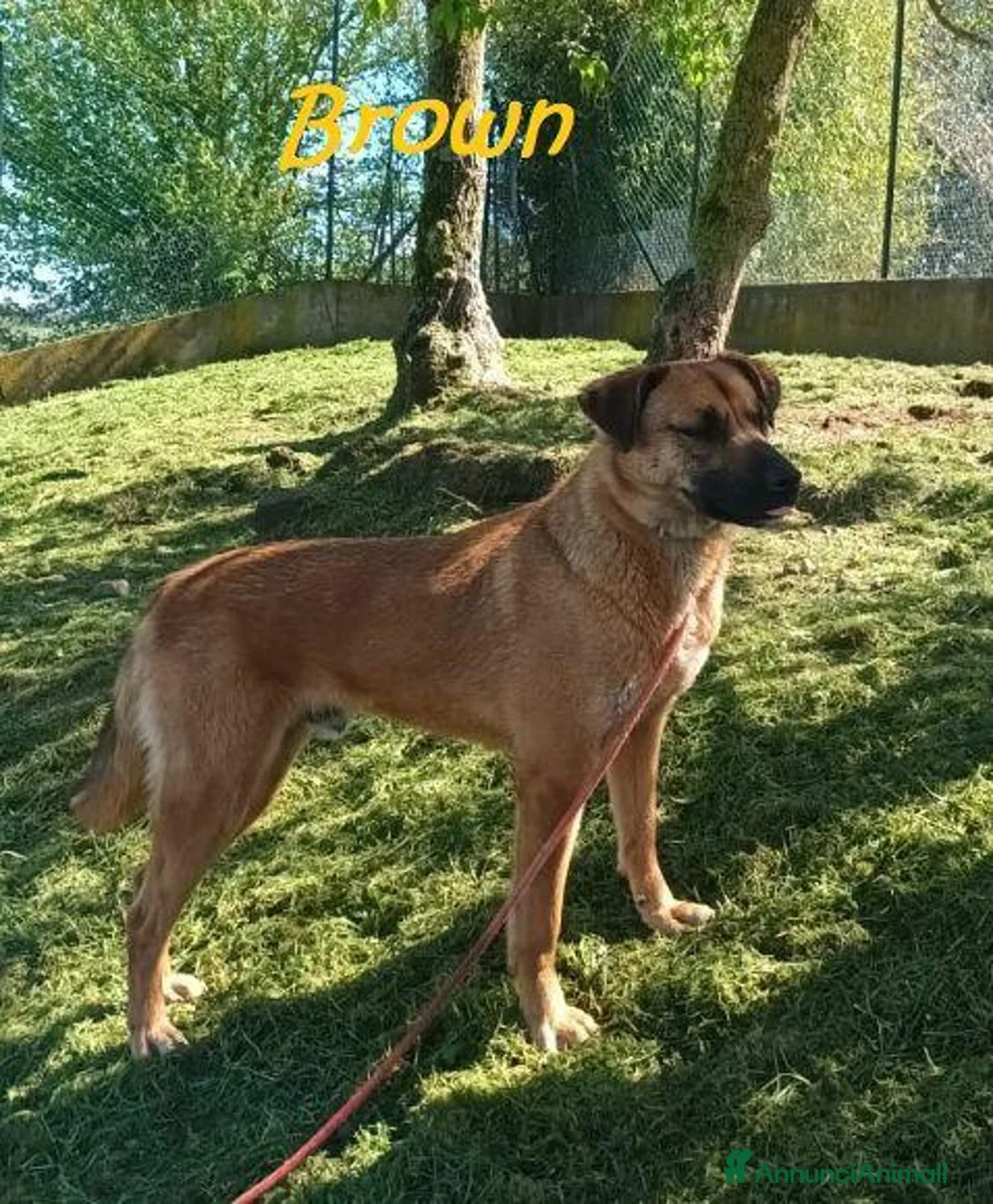 Meticcio cani in regalo: BROWN bel timidino! a Città Metropolitana di Firenze - Annuncio 2