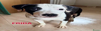 American Staffordshire 1