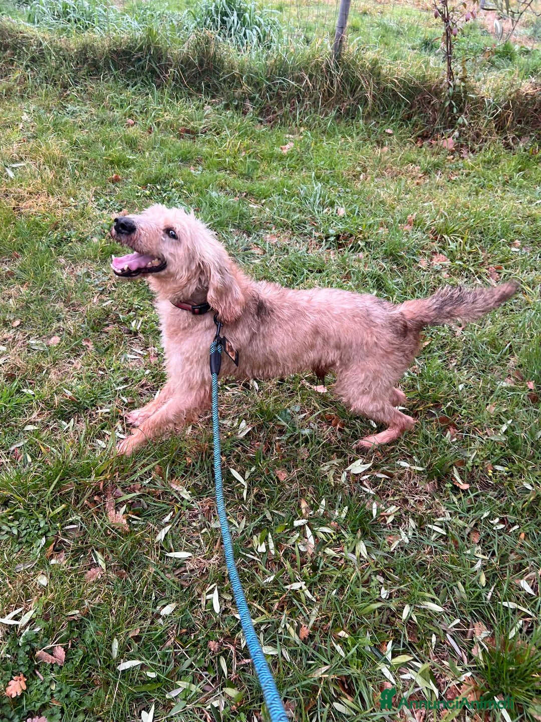 Meticcio cani in regalo: IL DOLCISSIMO JERRY ASPETTA TE - Annuncio 2