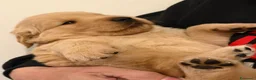 Golden Retriever cani in vendita: Golden Retriever Americano con Pedigree - Annuncio 3