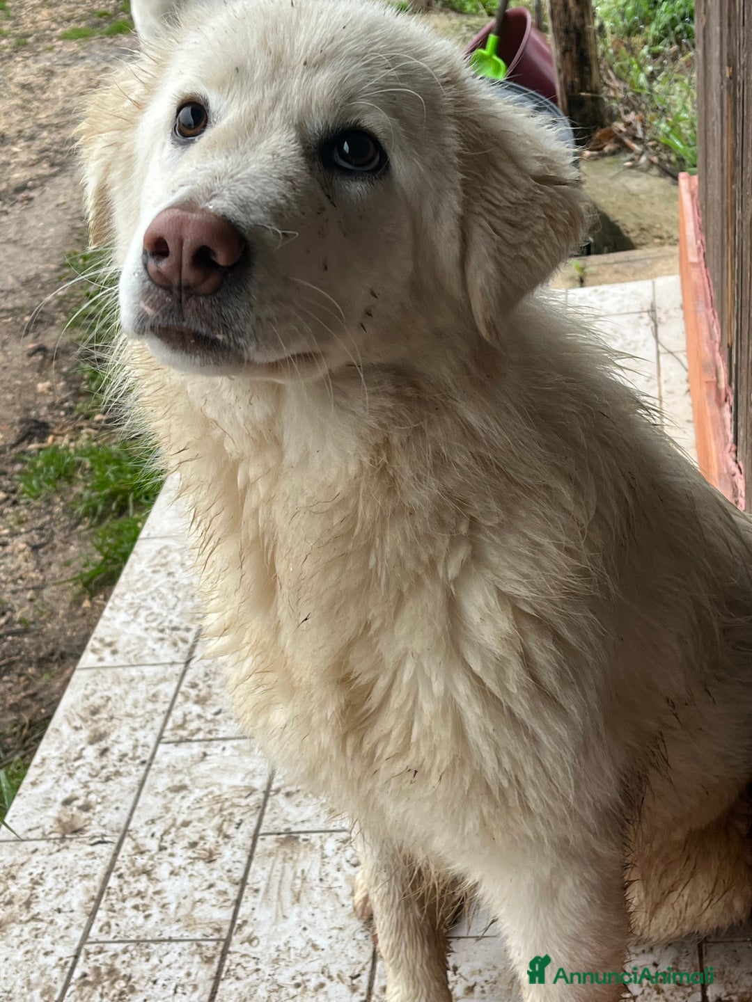 Pastore Maremmano cani in regalo: Cucciola sette mesi - Annuncio 4