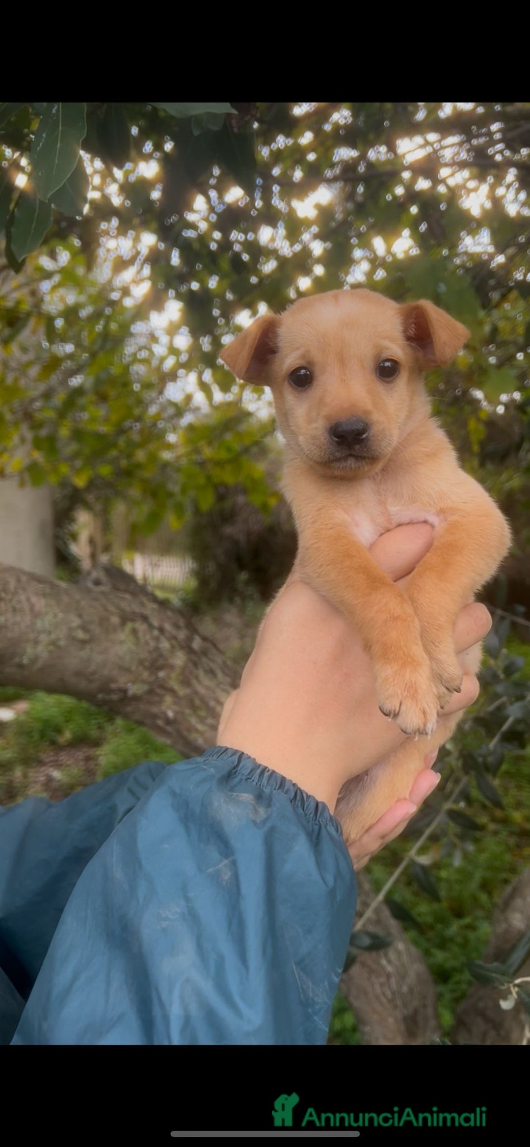 Meticcio cani in regalo: FLIX 💙 - cucciolo taglia piccola cerca casa 🥰 - Annuncio 2