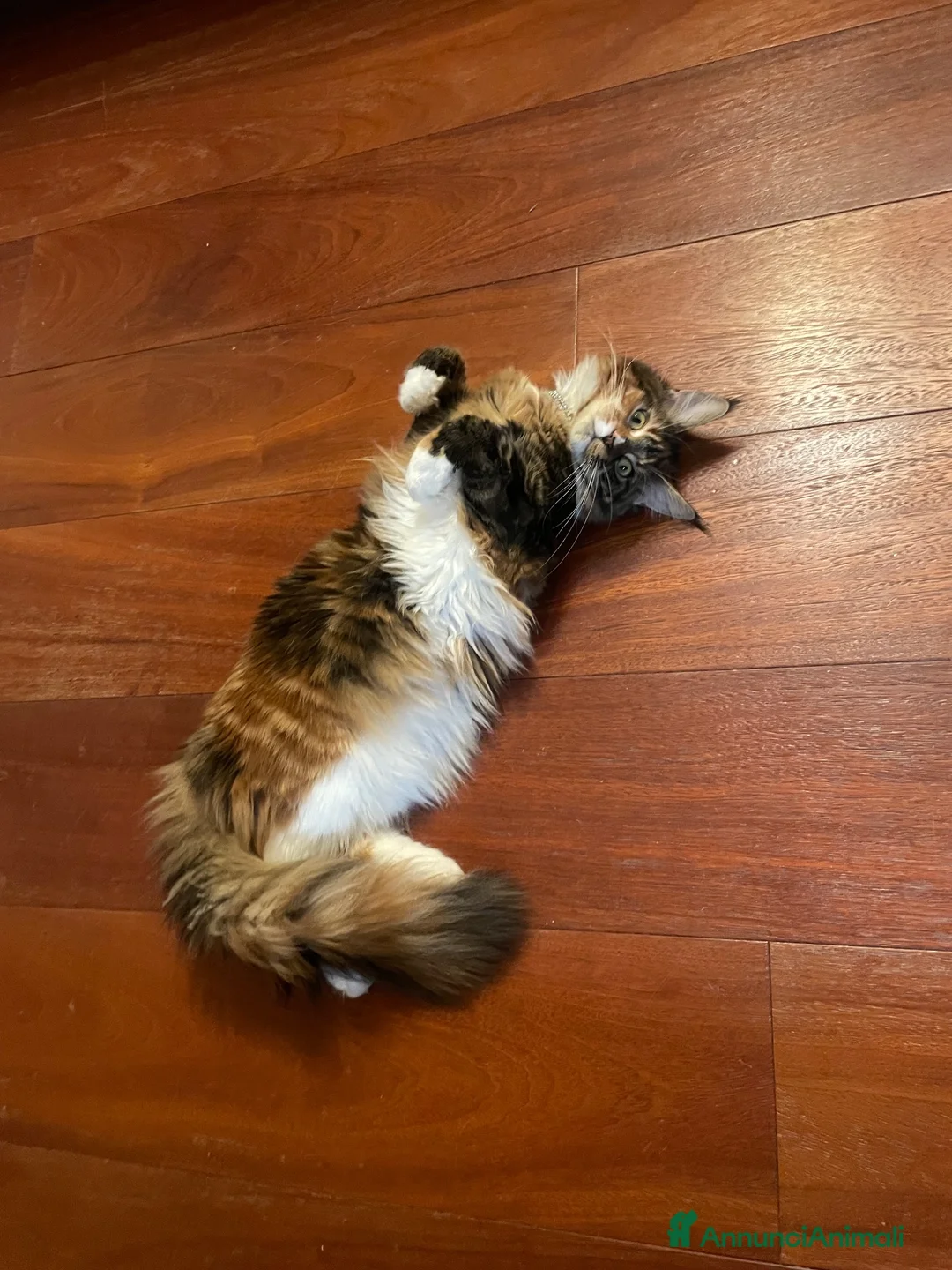 Maine Coon gatti per accoppiamento: Maine coon femmina per accoppiamento a Provincia di Vicenza - Annuncio 5