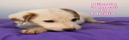 Meticcio cani in regalo: SERVONO ADOZIONI X SALVARLI  a Provincia di Modena - Annuncio 2