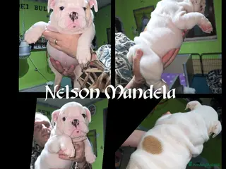 Bulldog cani Cuccioli maschi alta genealogia - Annuncio 1