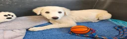 Meticcio cani in regalo: Tenero Romolo  - Annuncio 10