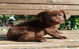 Labrador cani in vendita: Cuccioli Labrador Chocolate con pedigree enci a Metropolitan City of Rome Capital - Immagine 6