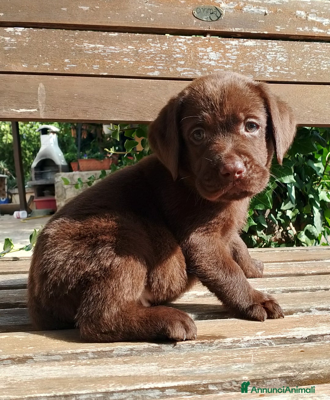Labrador cani in vendita: Cuccioli Labrador Chocolate con pedigree enci a Metropolitan City of Rome Capital - Immagine 6