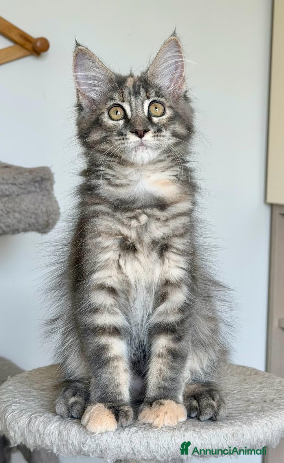 Maine Coon gatti Cuccioli Maine Coon pedigree - Annuncio 3