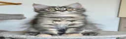 Maine Coon gatti in vendita: Cuccioli Maine Coon pedigree - Annuncio 1