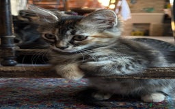 Altre razze gatti in vendita: 7 allegri batuffoli in cerca di casa a Province of Brescia - Immagine 24
