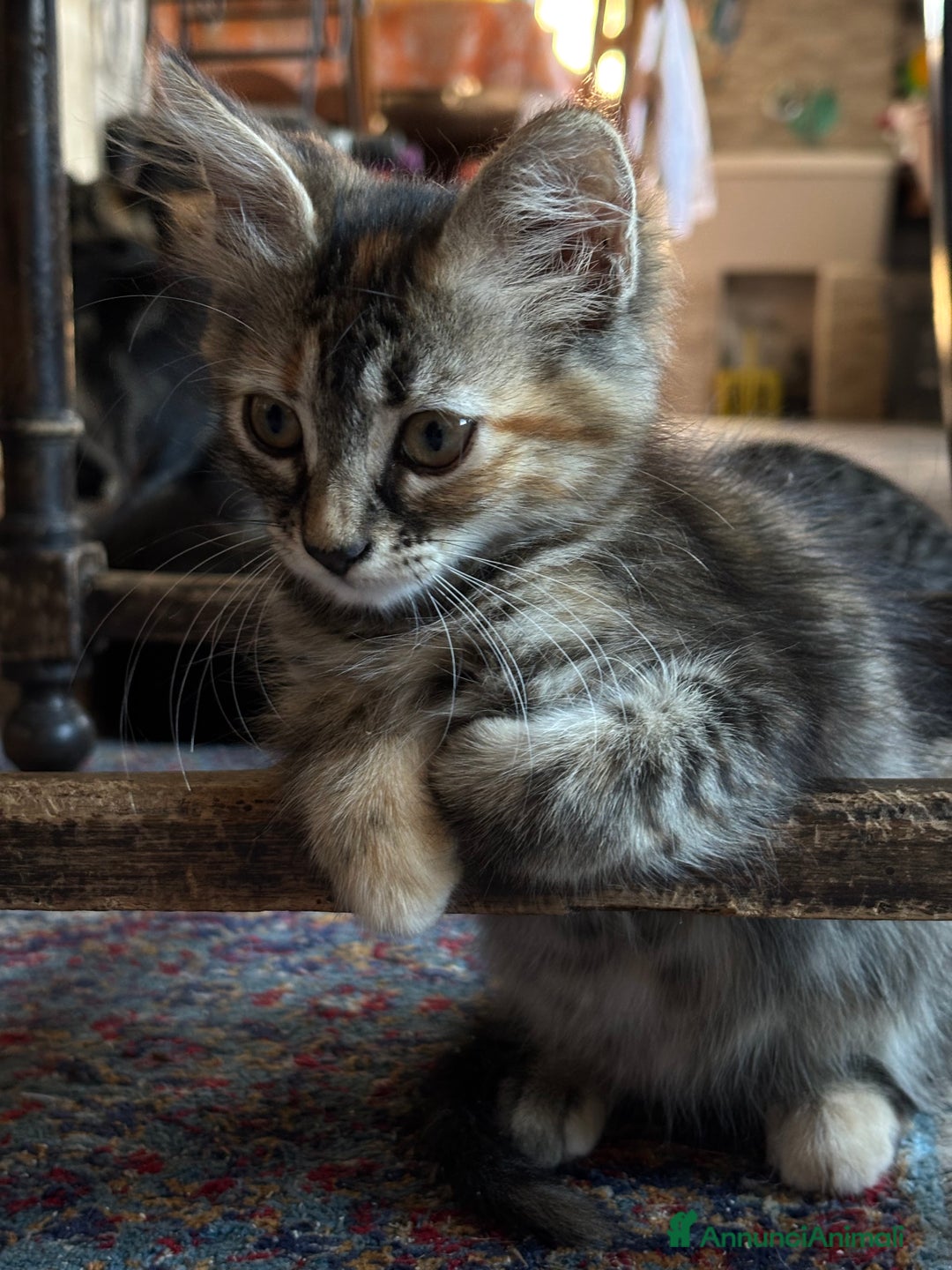 Altre razze gatti in vendita: 7 allegri batuffoli in cerca di casa a Province of Brescia - Immagine 24