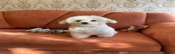 Bichon cani in vendita: Cuccioli di Bichon Frisé cercano la loro famiglia - Annuncio 5
