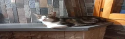 Europeo gatti in regalo: MICKY, affettuoso micio da adottare! - Annuncio 7
