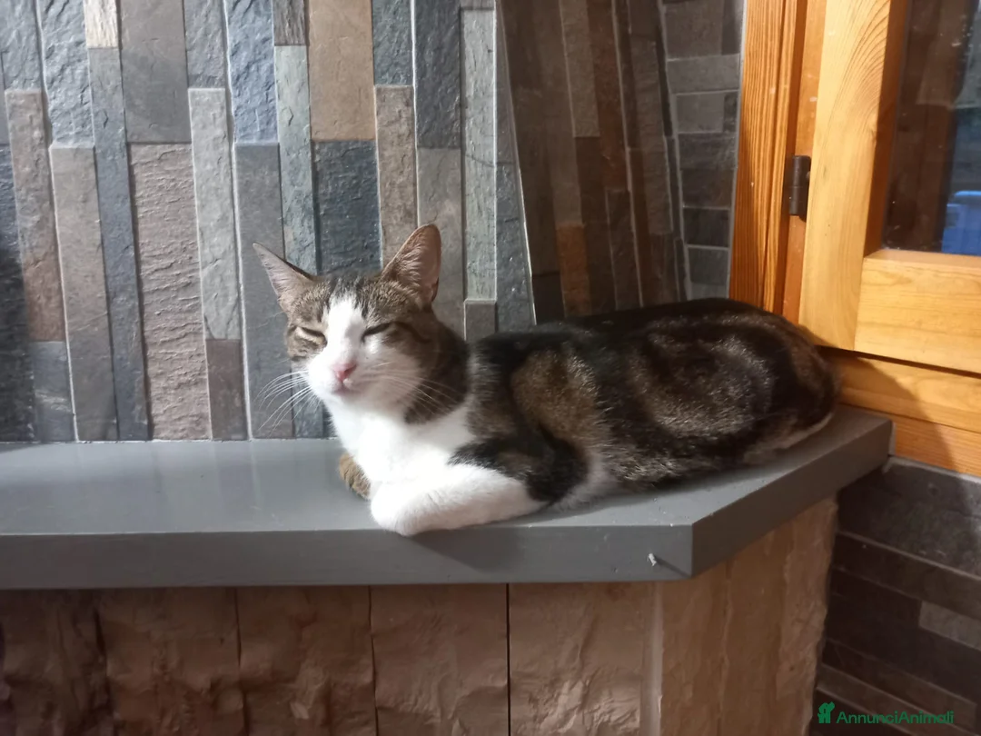 Europeo gatti in regalo: MICKY, affettuoso micio da adottare! - Annuncio 7