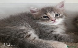 Siberiano gatti in vendita: Cuccioli siberiani  a Città Metropolitana di Genova - Immagine 4