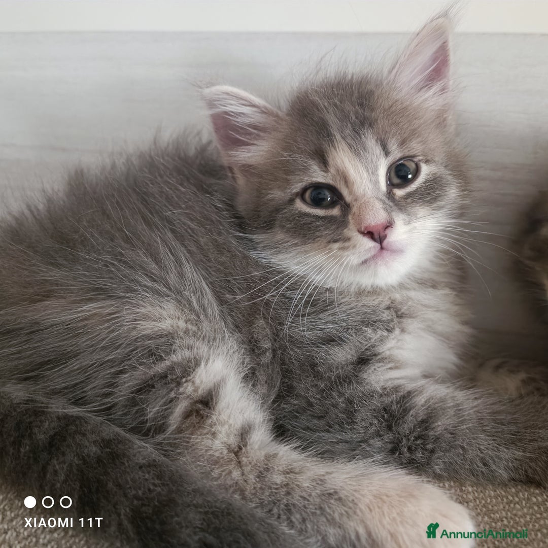 Siberiano gatti in vendita: Cuccioli siberiani  a Città Metropolitana di Genova - Immagine 4