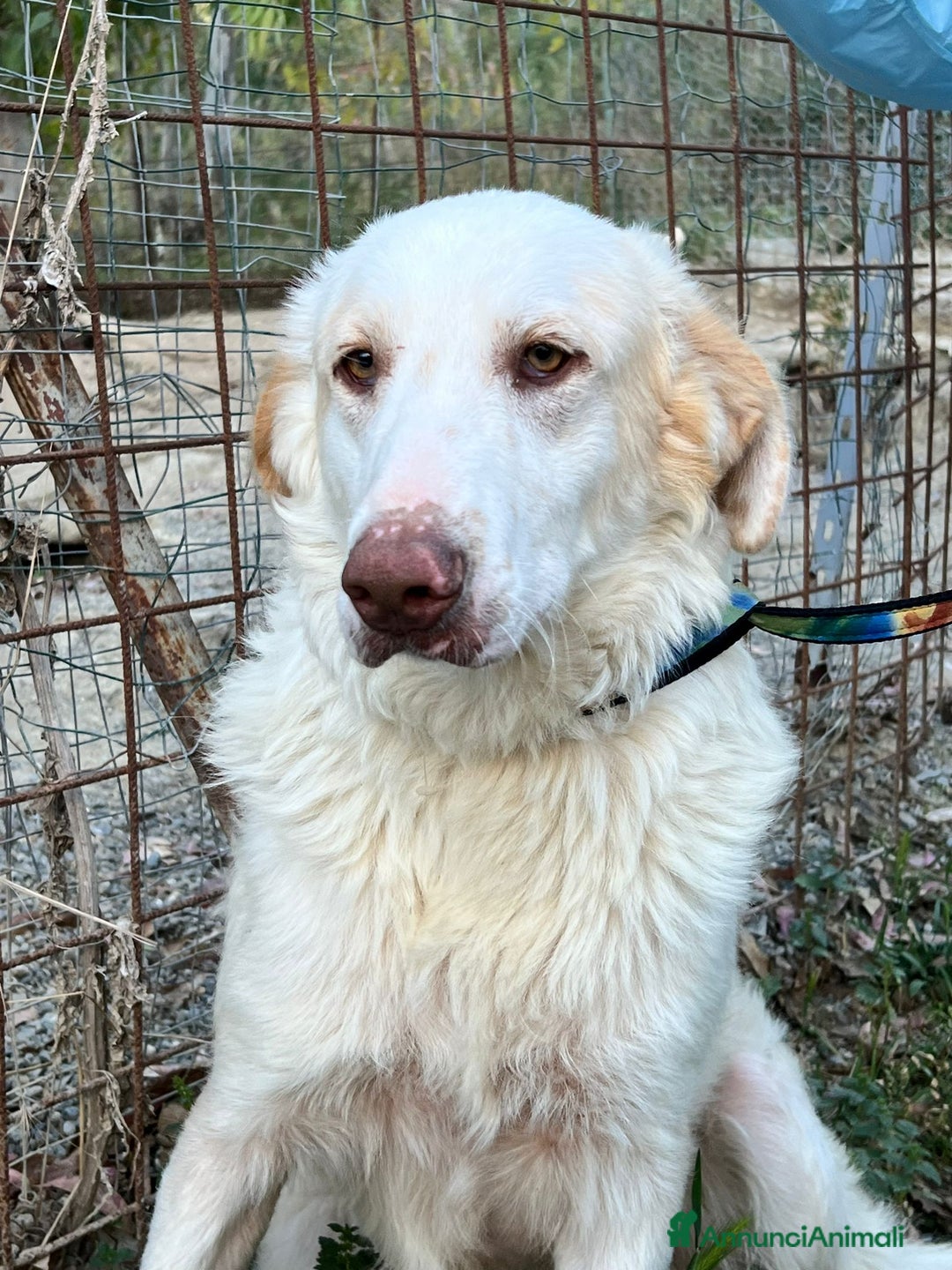 Meticcio cani in regalo: Cracco molto affettuoso - Annuncio 14