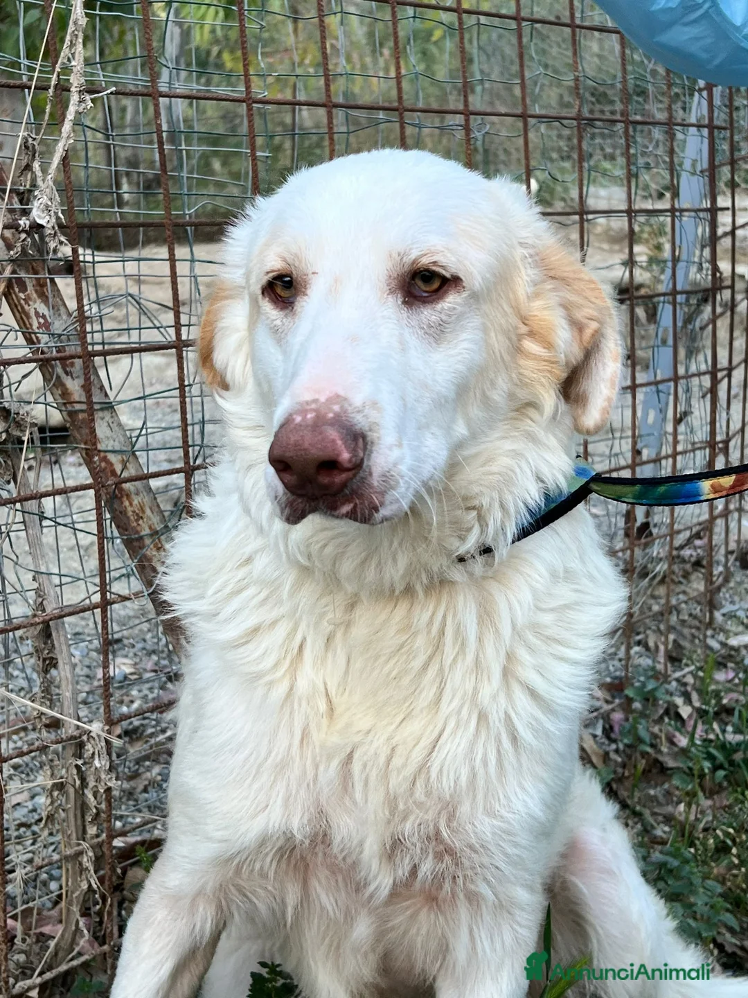 Meticcio cani in regalo: Cracco molto affettuoso - Annuncio 14