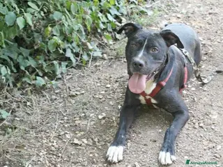 American Staffordshire cani Pitbull mollato 3anni fa legato ad 1pianta ROMA a Roma - Annuncio 1