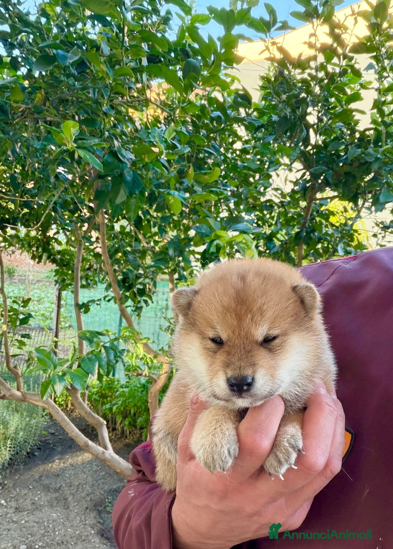 Shiba Inu cani in vendita: Cuccioli Shiba Inu con Pedigree - Annuncio 2