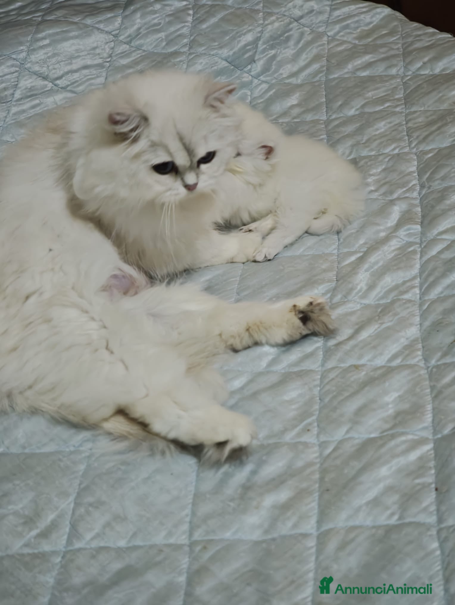 British gatti British longhair - Annuncio 7