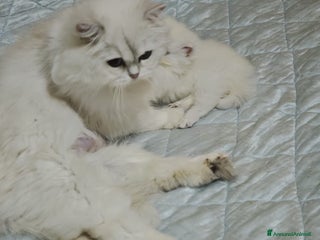 British gatti British longhair - Annuncio 13