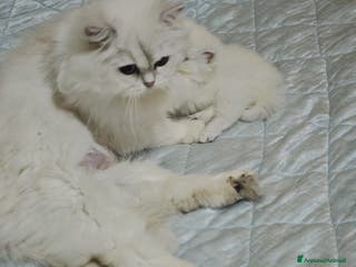 British gatti British longhair - Annuncio 17
