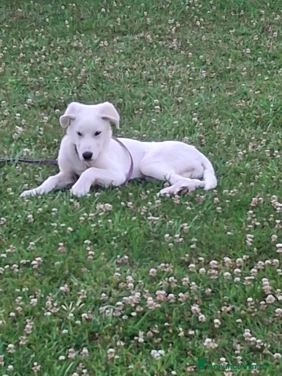 Meticcio cani in regalo: YOSHI 💙 il suo stallo è finito.🙏🏻 a Provincia di Brescia - Annuncio 2